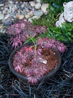 Moving sale (JAPANESE MAPLES)