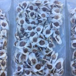 Moringa Seeds