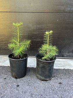White Fir seedlings —
