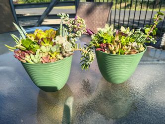 Succulent arrangement