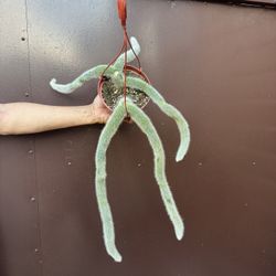 6” Monkey Tail Cactus