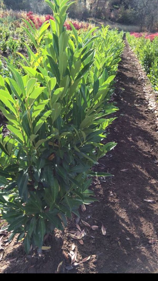 Skip laurel 3/4 for Sale in Boring, OR OfferUp