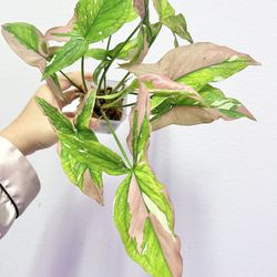 Syngonium Tricolor Variegated Pink Plant