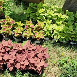 colorful coleus shade plants! 4.5" pots only $1.50 each