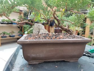 JUNIPER BONSAI TREE