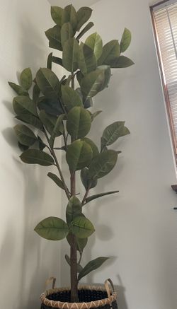 House Plant and Basket