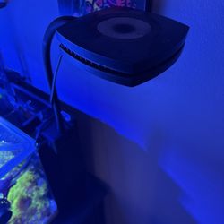 Ai Prime Reef Light