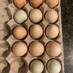Organic Fresh Eggs 