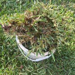 Pro vista  St. Augustine Grass sprigs The Whole Bucket Full For $3