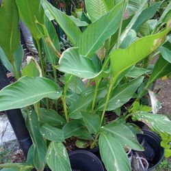 Cannas Perennial Plants ($7 Each)