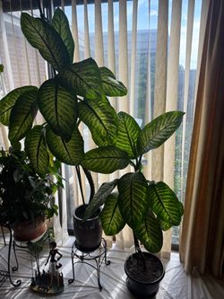 Dumb Cane Dieffenbachia Variety