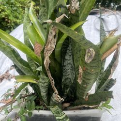 Snake Plant 