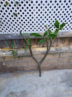 Petite White Plumeria cutting