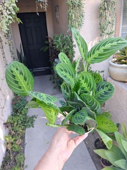 Lemon Lime Maranta Prayer Plant $18