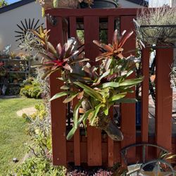 Huge Red / Green Bromeliad Mounted On Driftwood 