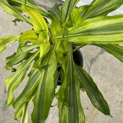Plant