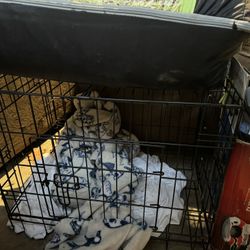 Small Dog Crate