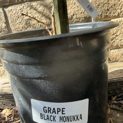 Black Monakkah Seedless Grape , 6ft Vine