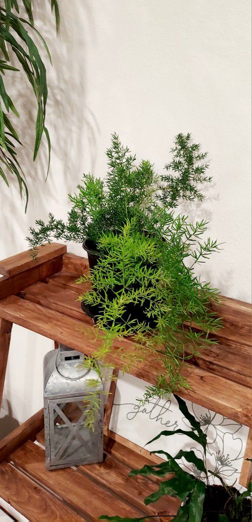 Living Plant 🌱14"H Asparagus Fern on 7"H Pot ::: Indoor & Outdoor