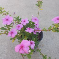TERESITAS  8.00 DLLS.  BEAUTY  FLOWERS 