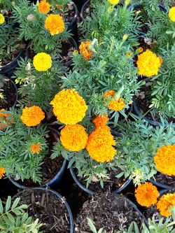 Muy bonitas flores a solo $5