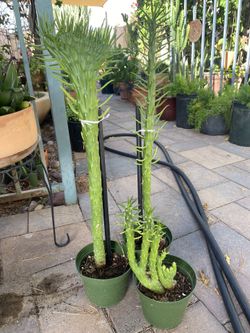 Eve’s Needle Cactus 