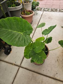 Elephant Ear 5 Gallon moving sale