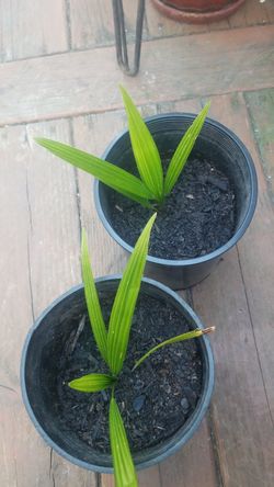 Palm