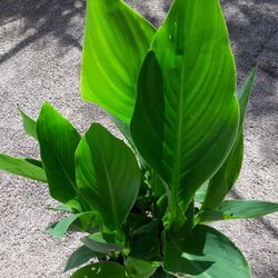 Canna Plant