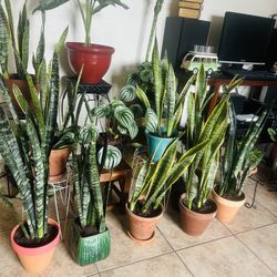 Plants For Sale 20 Each