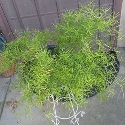 planta de esparrago
