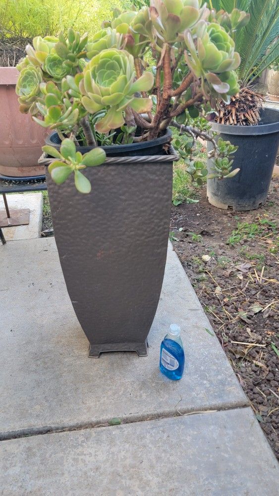 Galvanize Tall Pot With Plant