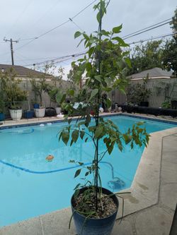 Ghost pepper 5 feet tall