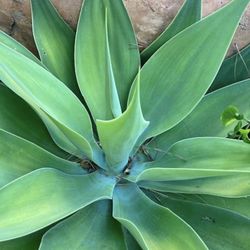 Plants Agaves $5 Each Drought Tolerant 