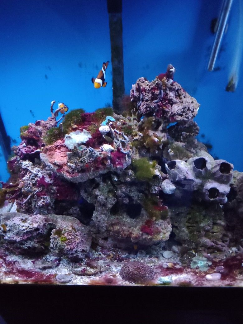 50 Gallon Saltwater Fish Tank Complete Setup for Sale in New Windsor