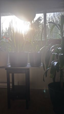 Indoor Plants