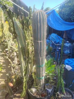 Cactus plant