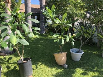 PLANT LOVERS! Plumeria Plants for sale!