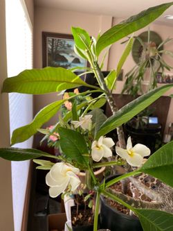 Hawaiian  Fragrant Plumeria Recently Repotted