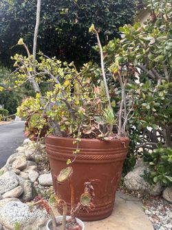 Flowerpot