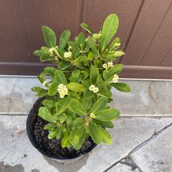 Crown Of Thorn Plant Corona De Cristo