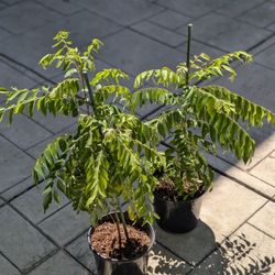 Curry Leave Plant - Organically Grown
