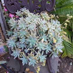 Succulent Stars in ceramic planter 
