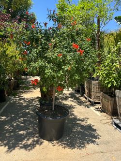 Tecoma Capensis tree 20gal size