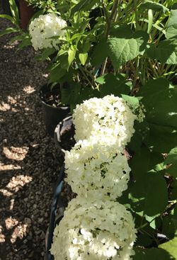 Humungous white hydrangeas