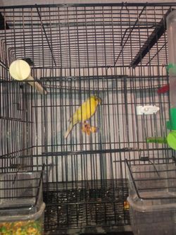 Canarios disponibles