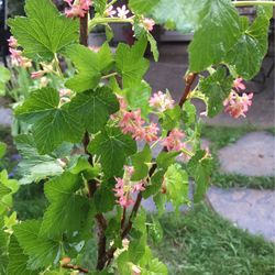 Winter Currant