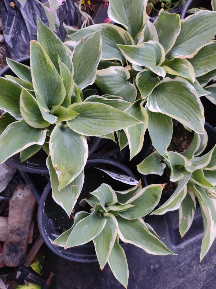 Hosta