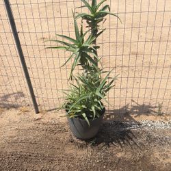 Aloe  Arborescens 