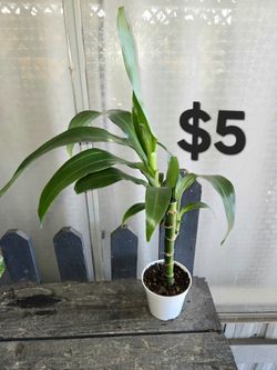 Dracaena